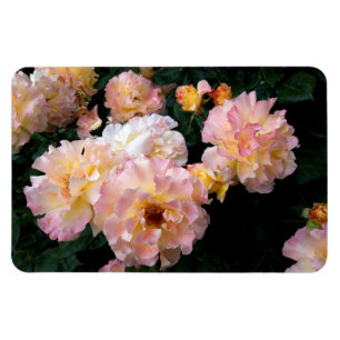 Imán Flores rosas, rosas amarillas rosadas