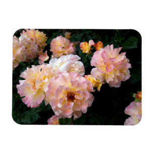 Imán Flores rosas, rosas amarillas rosadas