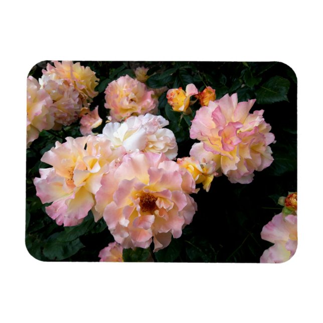 Imán Flores rosas, rosas amarillas rosadas (Horizontal)