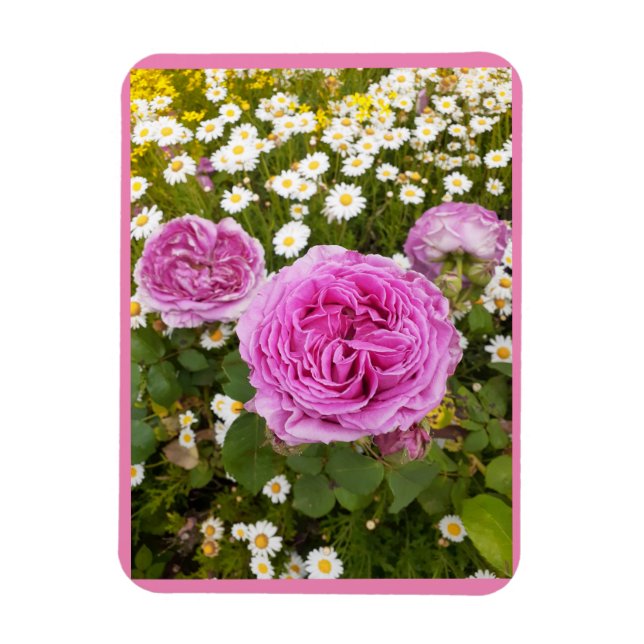 Imán Flores rosas, Rosas florales Rosas Daisy (Vertical)