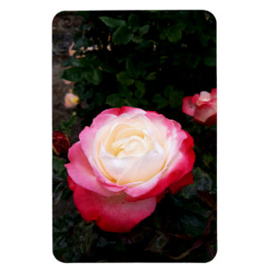 Imán Flores rosas, rosas rojas blancas rosadas