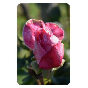 Imán Flores rosas, rosas rojas blancas rosadas