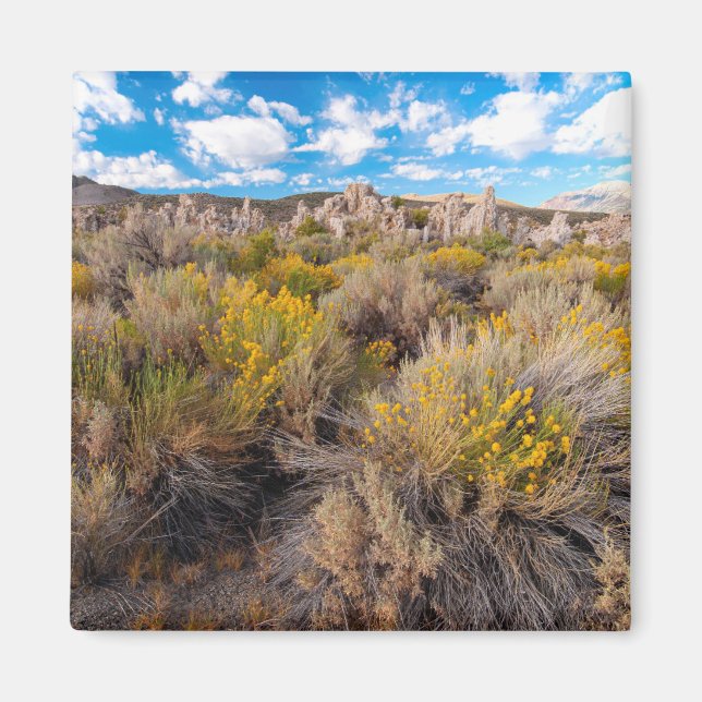 Imán Flores | Sagebrush California en flor (Frente)