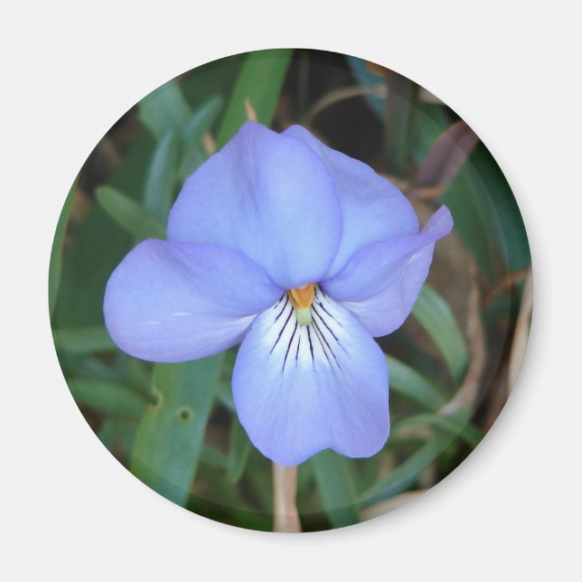Imán Flores salvajes Regalos de aguas termales violetas (Frente)