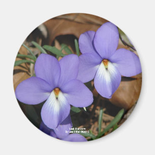 Imán Flores salvajes Regalos y ropa Violeta III de pie