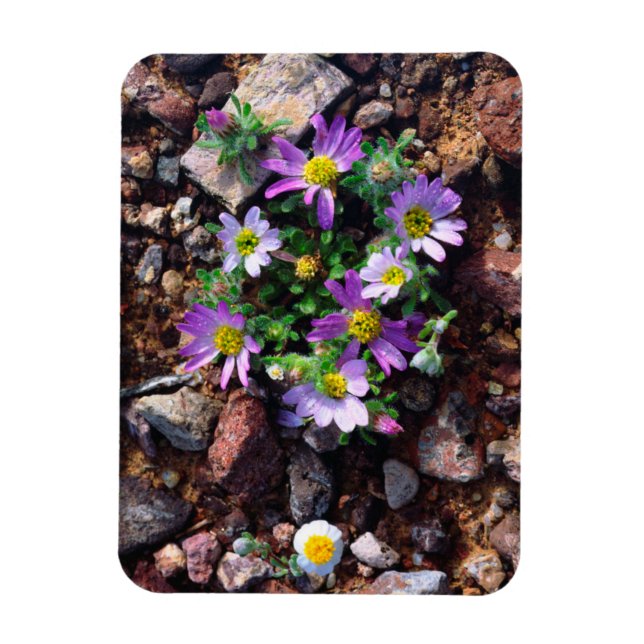 Imán Flores silvestres (Vertical)