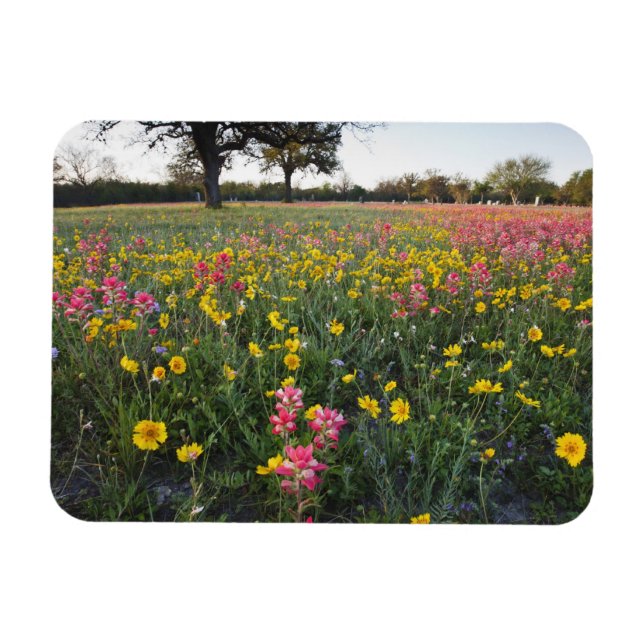 Imán Flores silvestres al borde de la carretera en Texa (Horizontal)