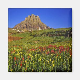 Imán Flores silvestres alpinas en Logan Pass en Glacier