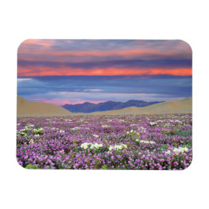 Imán Flores silvestres de arenilla y primaveral de duna