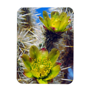 Imán Flores silvestres de cactus Cholla de plata