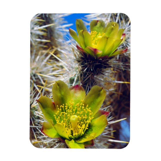 Imán Flores silvestres de cactus Cholla de plata (Vertical)