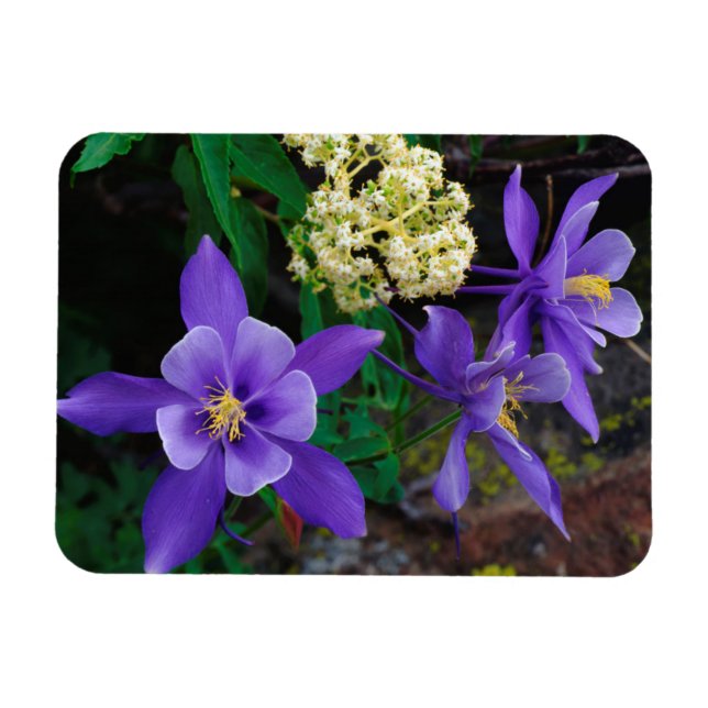 Imán Flores silvestres de columbina mutante (Horizontal)