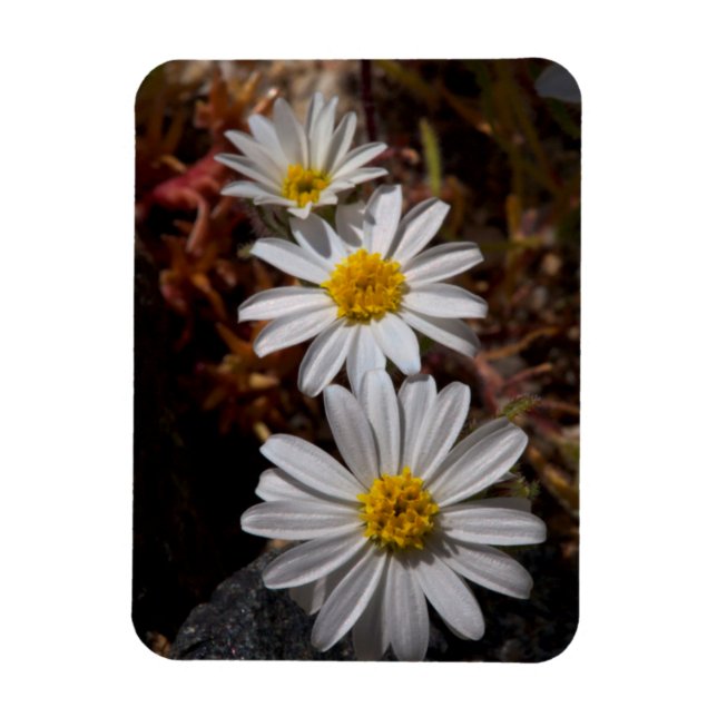 Imán Flores silvestres de la estrella del desierto (Vertical)
