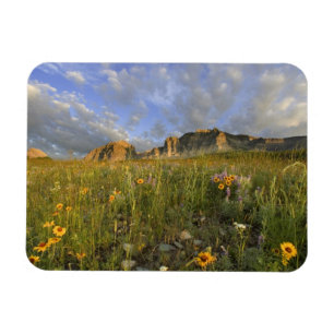 Imán Flores silvestres de la pradera en Many Glacier Va