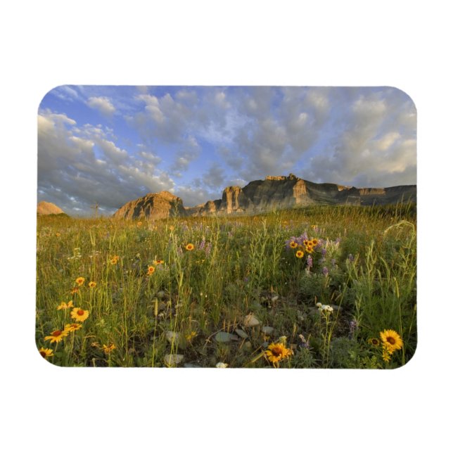 Imán Flores silvestres de la pradera en Many Glacier Va (Horizontal)