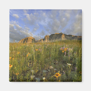 Imán Flores silvestres de la pradera en Many Glacier Va