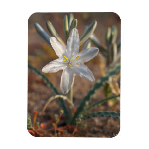 Imán Flores silvestres de lirio del desierto