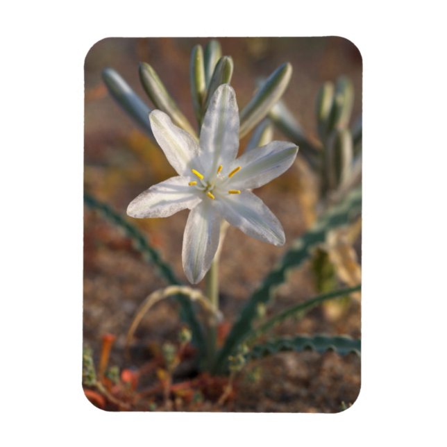 Imán Flores silvestres de lirio del desierto (Vertical)