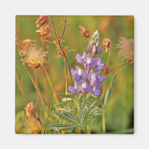 Imán Flores silvestres de Lupino y Prairie Smoke en Mon