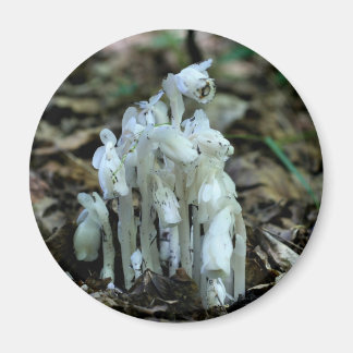 Imán Flores silvestres de pipa india naturaleza 