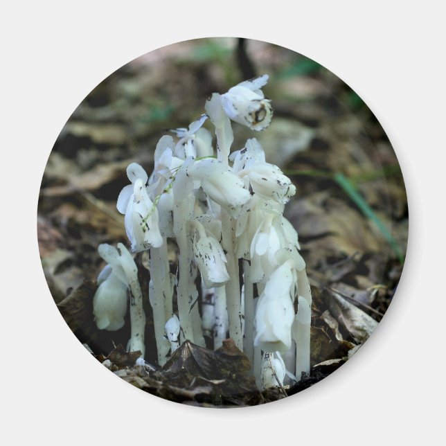 Imán Flores silvestres de pipa india naturaleza  (Frente)
