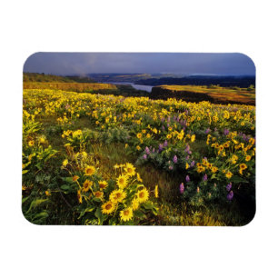 Imán Flores silvestres de primavera en abundancia en el