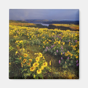 Imán Flores silvestres de primavera en abundancia en el