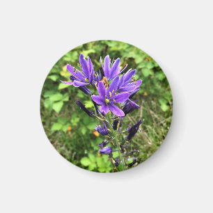 Imán Flores silvestres en el sendero, Oregón