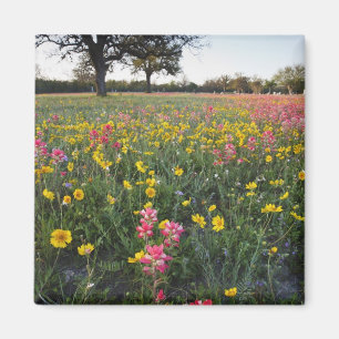 Imán Flores silvestres en la carretera en Texas, primav