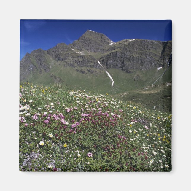 Imán Flores silvestres, floreciendo, Alpes, Suiza (Frente)