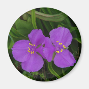 Imán Flores silvestres Fucsia Spiderwort Regalos Hot Sp