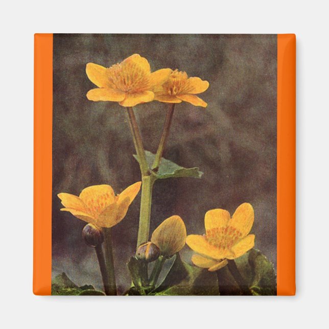 Imán Flores silvestres: Marsh Marigold (Frente)