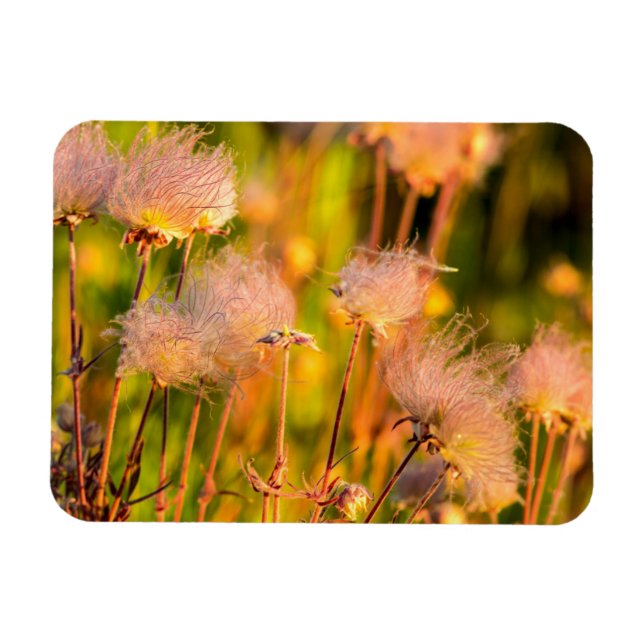 Imán Flores Silvestres Prairie Smoke en Aspen Grove (Horizontal)