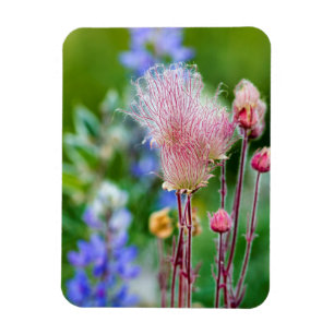 Imán Flores silvestres Prairie Smoke en Aspen Grove 2