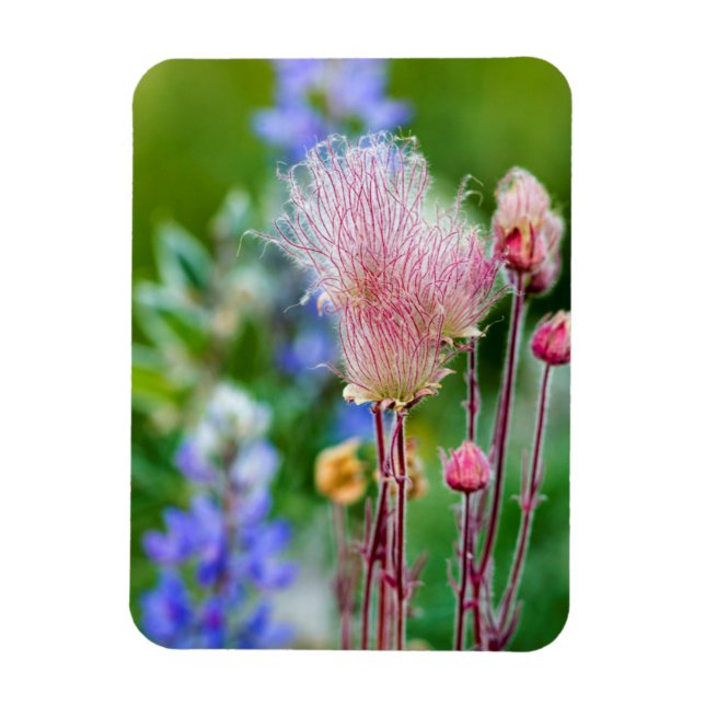 Imán Flores silvestres Prairie Smoke en Aspen Grove 2 (Vertical)
