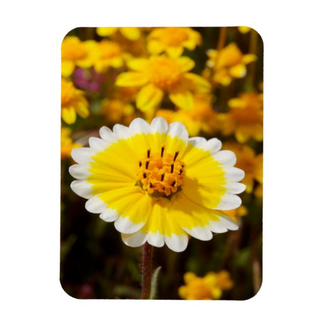 Imán Flores silvestres Tidy Tip (Vertical)