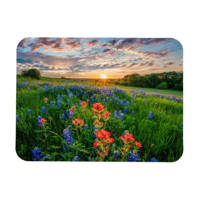 Imán Flores | Texas Bluebonnets y pincel indio (Horizontal)