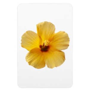 Imán Flores tropicales amarillas hibiscus floral