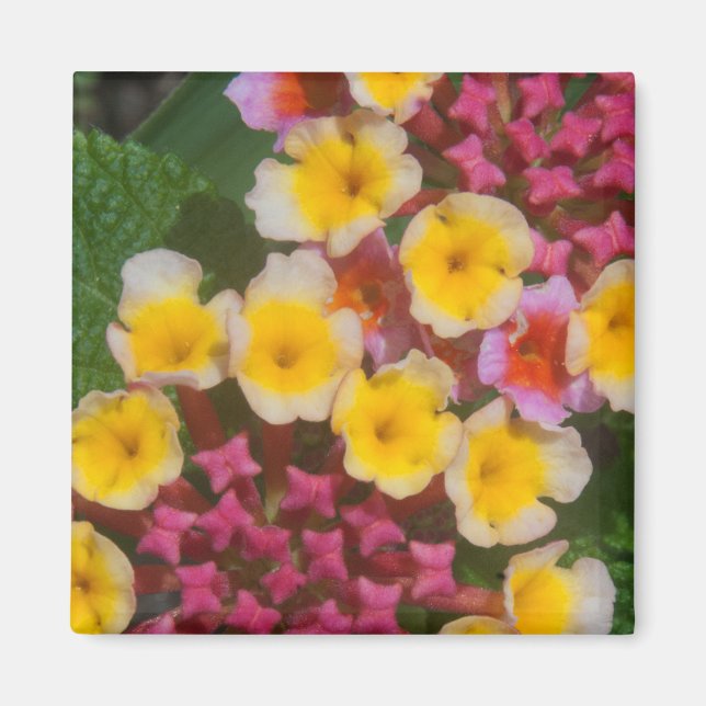 Imán Flores Tropicales Amarillas Pequeñas Con Cubos Ros (Frente)