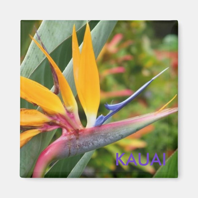 Imán Flores Tropicales De Hawái Bird-Of-Paradise Kauai (Frente)
