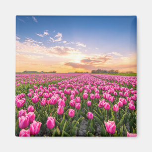 Imán Flores Tulips, Holanda del Sur, Países Bajos
