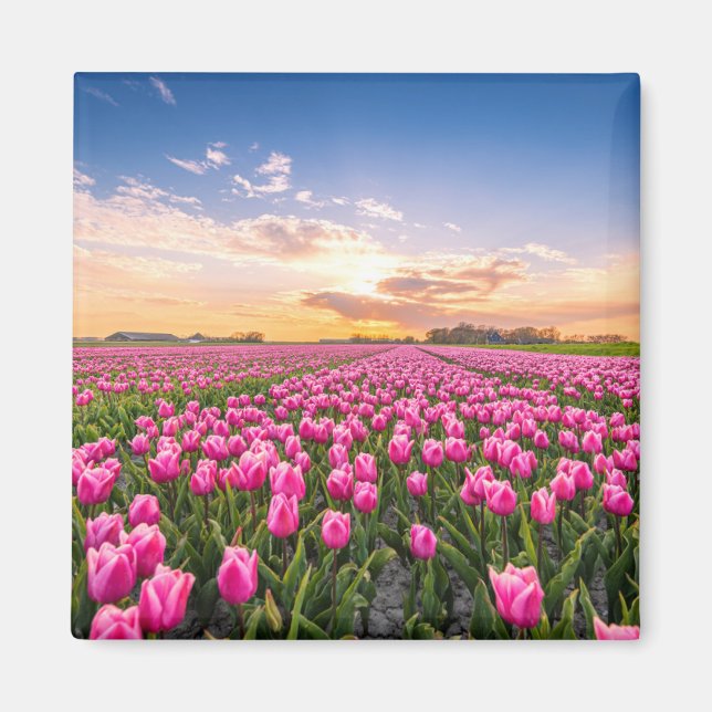 Imán Flores | Tulips, Holanda del Sur, Países Bajos (Frente)