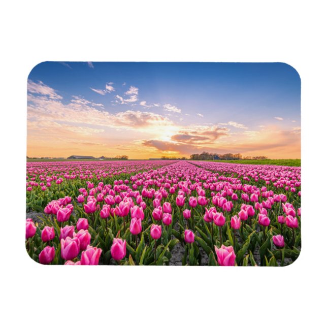 Imán Flores | Tulips, Holanda del Sur, Países Bajos (Horizontal)