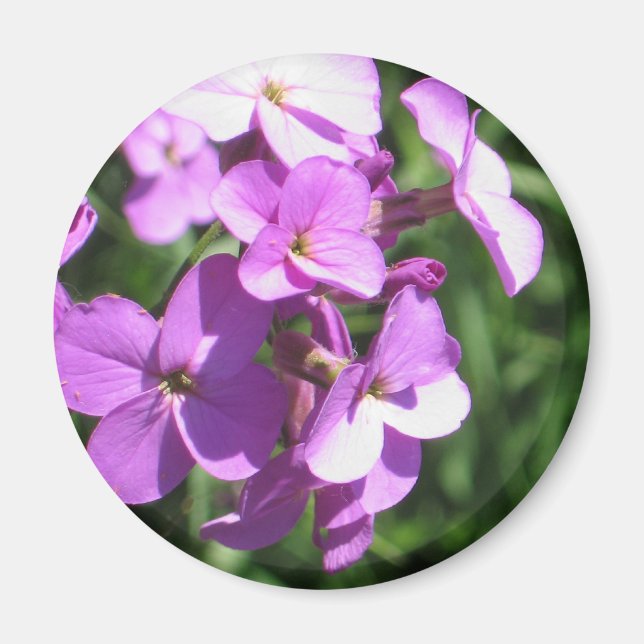 Imán Flores violetas (Frente)
