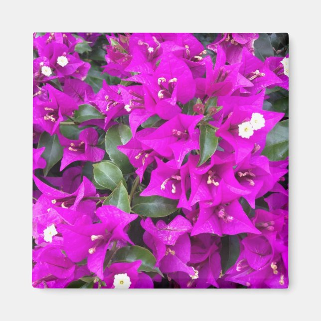 Imán Flores violetas moradas de Bougainvillea (Frente)