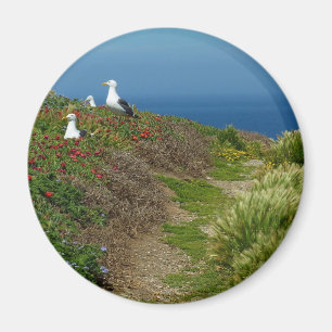 Imán Flores y gaviotas en la isla Anacapa