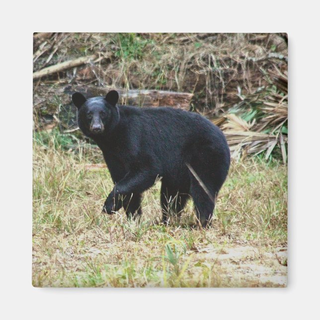Imán Florida Black Bear (Frente)