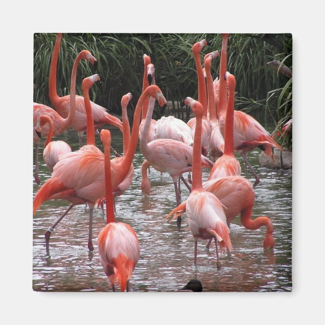Imán Florida Flamingos (Frente)
