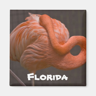 Imán Florida Shy Flamingo