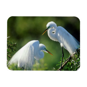 Imán Florida, Venecia, Santuario Audubon, Garza Real